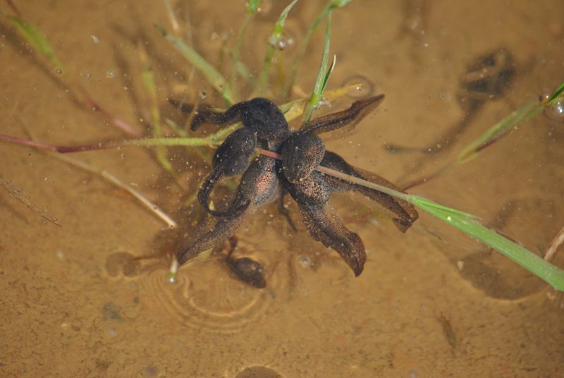 Identificazione girini - Rana temporaria